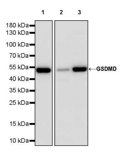 GSDMD Recombinant Rabbit mAb (S-3035)