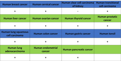 Caspase-8 Recombinant Rabbit mAb (S-2676-121)