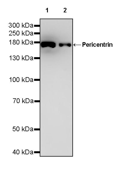 Pericentrin Recombinant Rabbit mAb (S-3515-69)