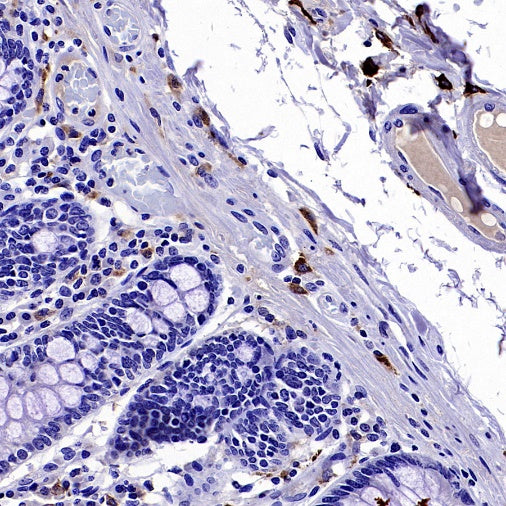 VSIG4 Recombinant Rabbit mAb,PBS Only (SDT-2737-61)