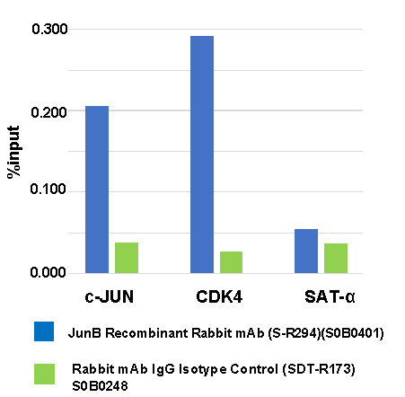 JunB Recombinant Rabbit mAb (S-R294)