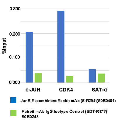 JunB Recombinant Rabbit mAb (S-R294)
