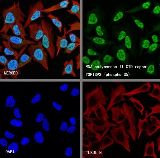 RNA polymerase II CTD repeat YSPTSPS (phospho S5) Recombinant Mouse mAb (S-3420)