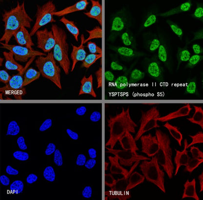 RNA polymerase II CTD repeat YSPTSPS (phospho S5) Recombinant Mouse mAb (S-3420)