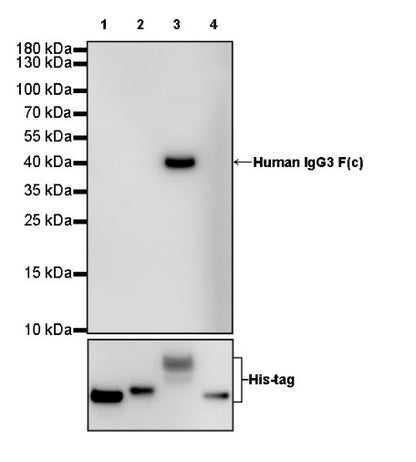 Human IgG3 F(c) Recombinant Rabbit mAb (S-459-75)