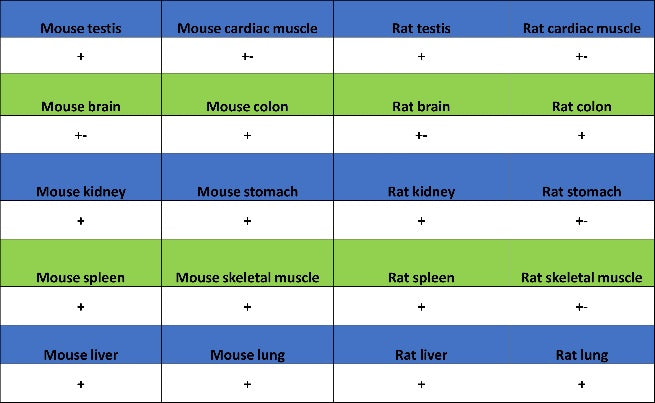 Phospho-YAP (Ser127) Recombinant Rabbit mAb (S-4250)