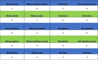 Phospho-YAP (Ser127) Recombinant Rabbit mAb (S-4250)