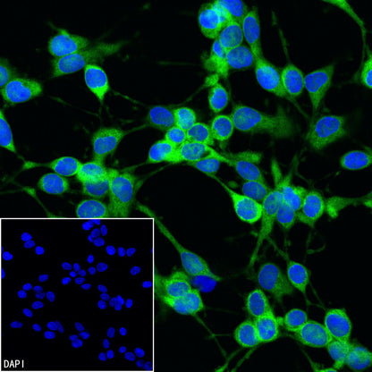 GAPDH Recombinant Rabbit mAb (Alexa Fluor® 488 Conjugate) (S-240-147)