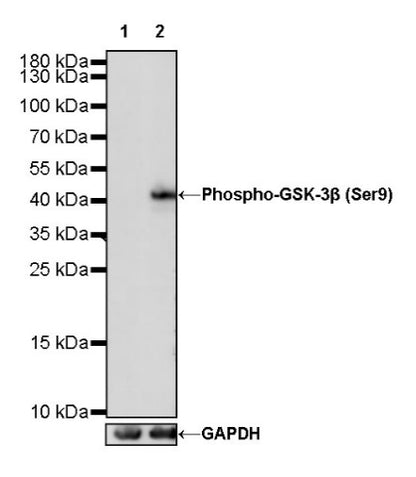 Phospho-GSK-3β (Ser9) Recombinant Rabbit mAb (S-748-20)