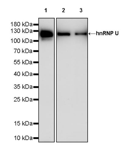 hnRNP U Recombinant Rabbit mAb (S-2375-23)