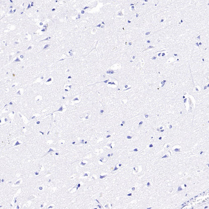 MAFA Recombinant Rabbit mAb,PBS Only (SDT-2040-6)