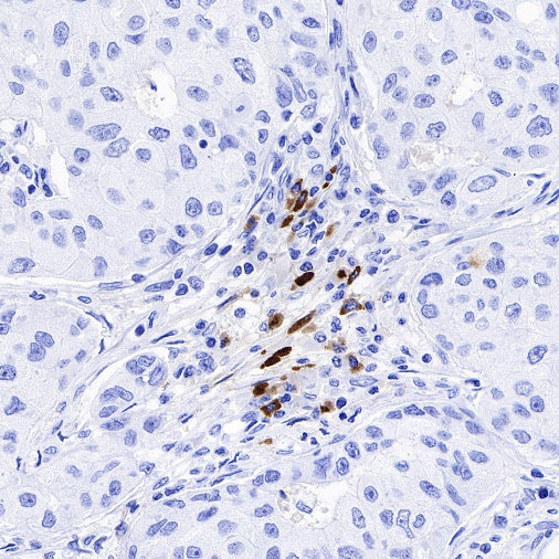 S-RMab® IGJ Recombinant Rabbit mAb (S-342-48)
