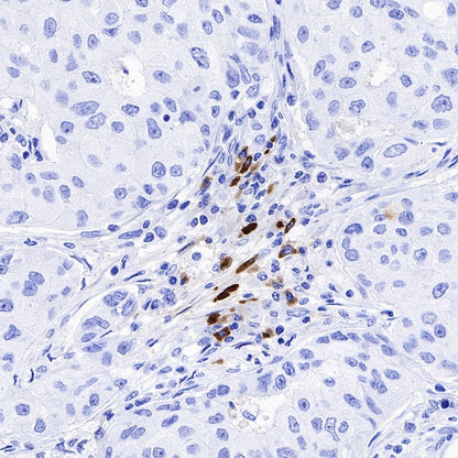 S-RMab® IGJ Recombinant Rabbit mAb (S-342-48)