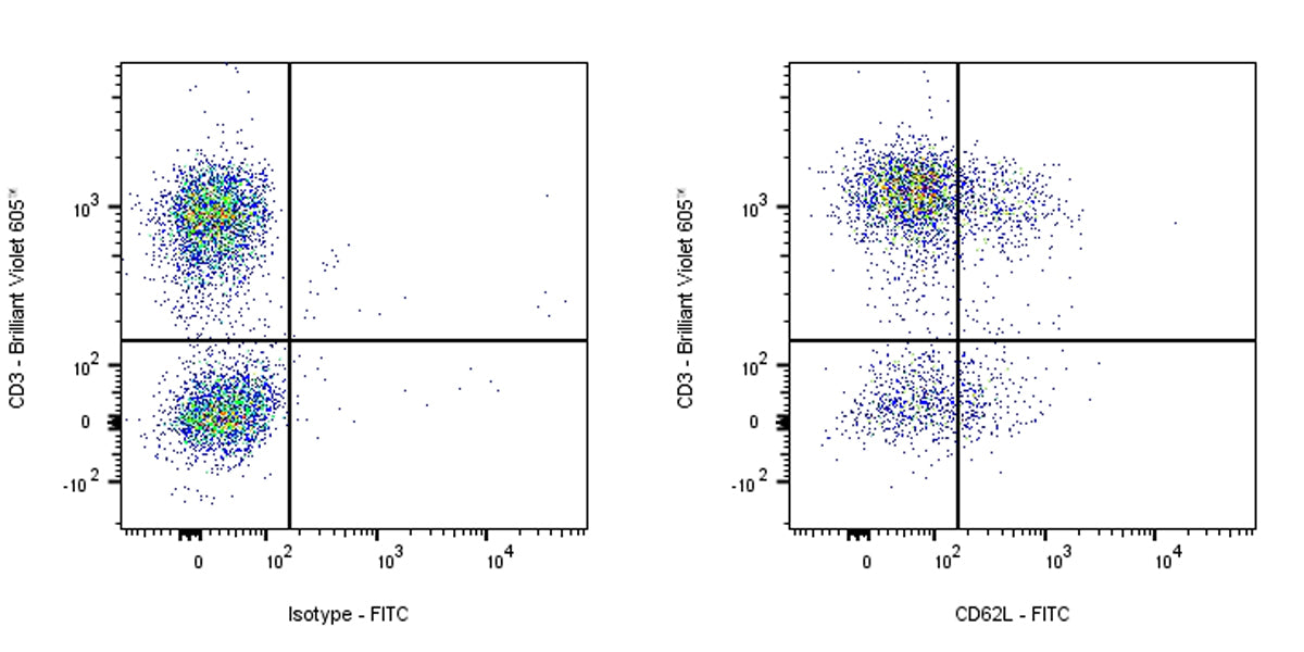 FITC Mouse Anti-Rat CD62L Antibody (OX-85)