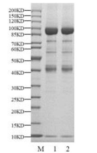 USP16 Protein