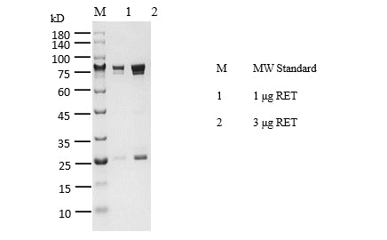 RET Protein
