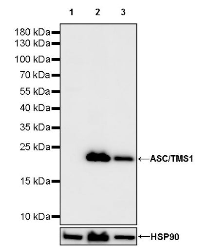 ASC/TMS1 Rabbit Polyclonal Antibody