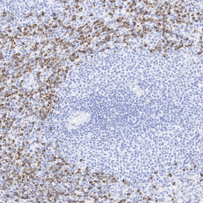 CD11b Recombinant Rabbit mAb,PBS Only (SDT-058-44)