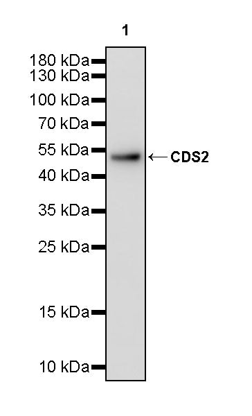 CDS2 Recombinant Rabbit mAb (S-3670-56)