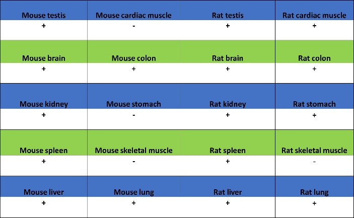 Superoxide Dismutase 1 Recombinant Rabbit mAb (S-1537-39)