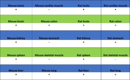 Superoxide Dismutase 1 Recombinant Rabbit mAb (S-1537-39)