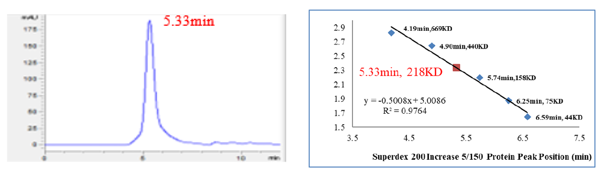 USP16 Protein