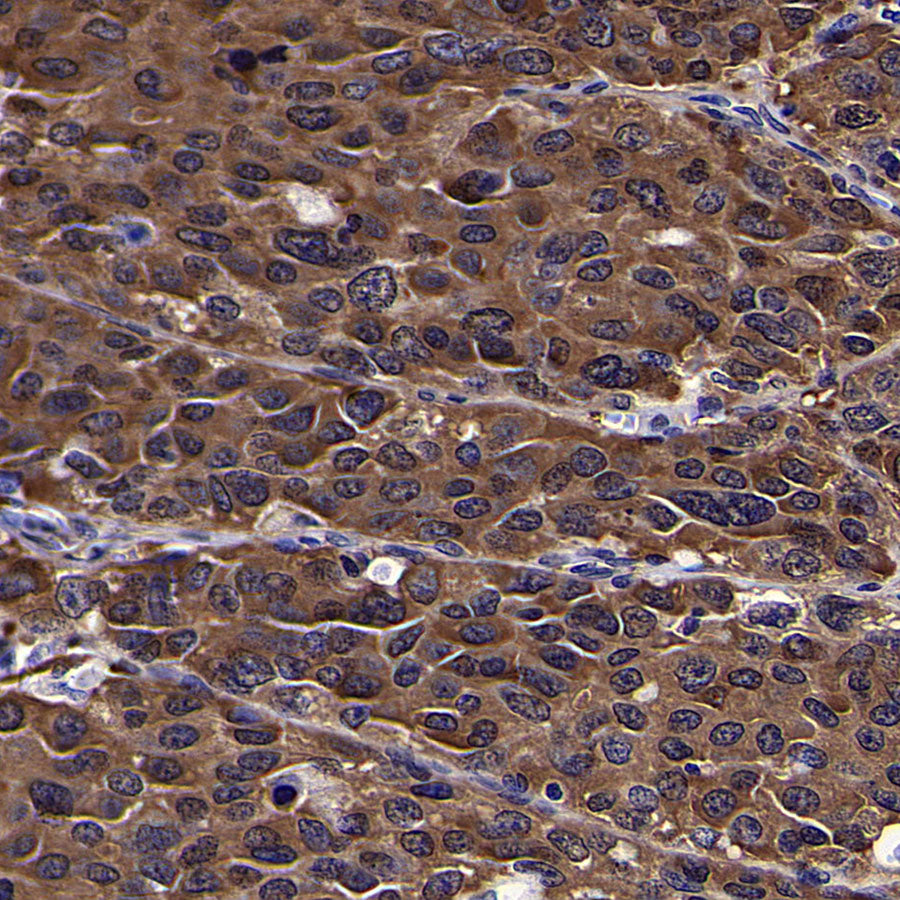 HSP90 Recombinant Rabbit mAb (S-5412)