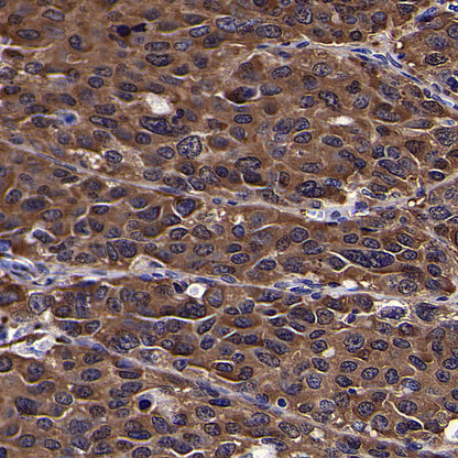 HSP90 Recombinant Rabbit mAb (S-5412)