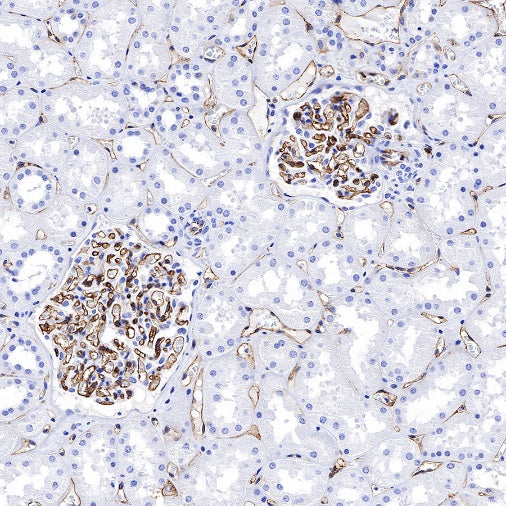HLA-E Recombinant Rabbit mAb (S-1081-62)