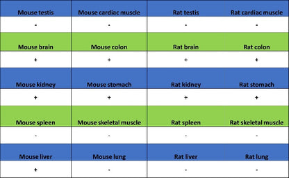 MAFA Recombinant Rabbit mAb,PBS Only (SDT-2040-6)