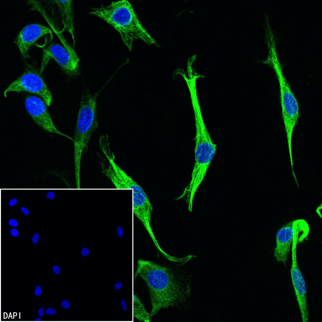 Anti-Biotin Recombinant Rabbit mAb (Alexa Fluor® 488 Conjugate) (S-3083)