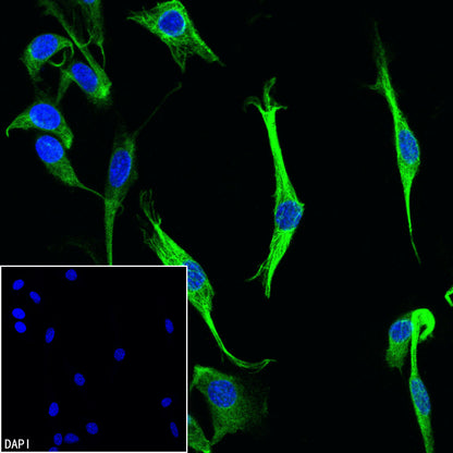 Anti-Biotin Recombinant Rabbit mAb (Alexa Fluor® 488 Conjugate) (S-3083)
