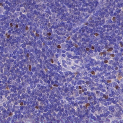 FOXP3 Recombinant Mouse mAb, PBS Only (SDT-3494)