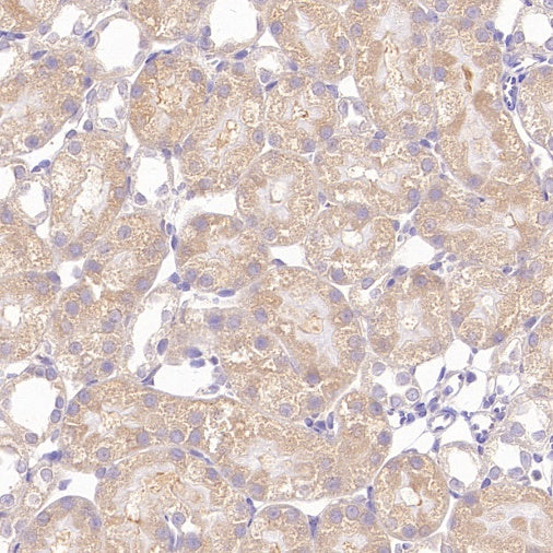 PPP2R1A Rabbit Polyclonal Antibody