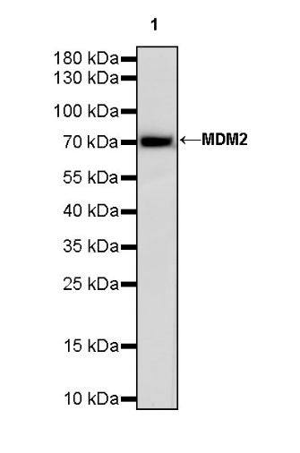 MDM2 Recombinant Rabbit mAb (S-1236-49)