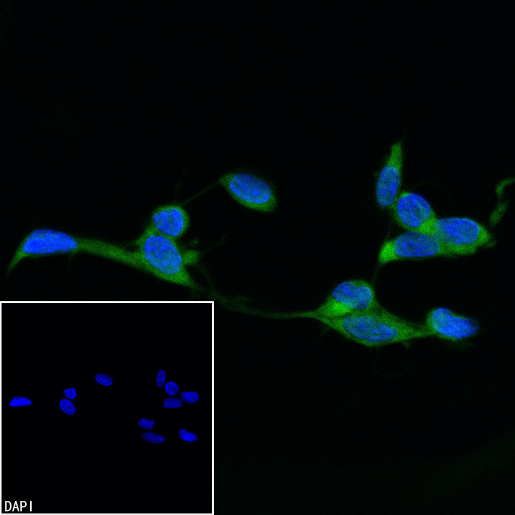 GAPDH Recombinant Mouse mAb (FITC Conjugate) (S-4721)