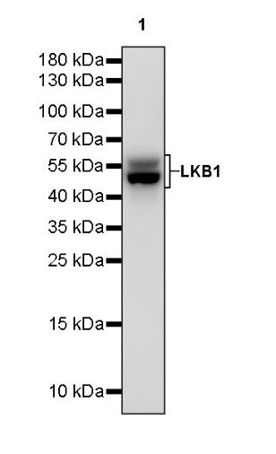 LKB1 Recombinant Rabbit mAb (S-1264-31)