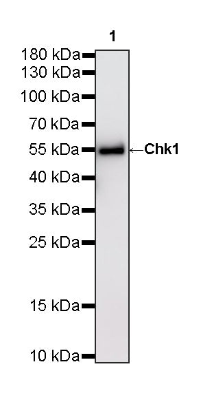Chk1 Recombinant Mouse mAb (S-6263)