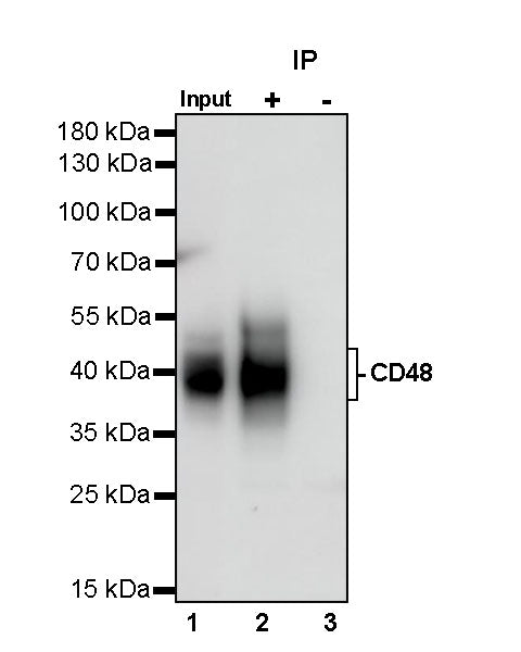 CD48 Recombinant Rabbit mAb (S-1515-9)