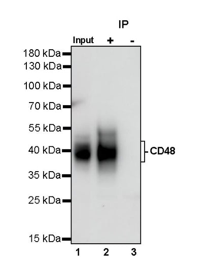 CD48 Recombinant Rabbit mAb (S-1515-9)