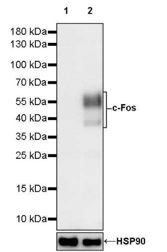 c-Fos Recombinant Rabbit mAb (S-1391-63)