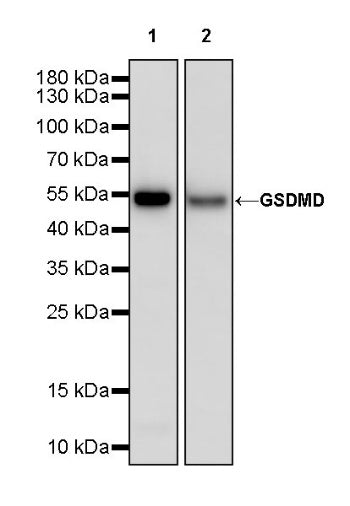 GSDMD Recombinant Rabbit mAb (S-3267)