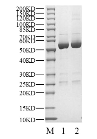 CDK5 Protein