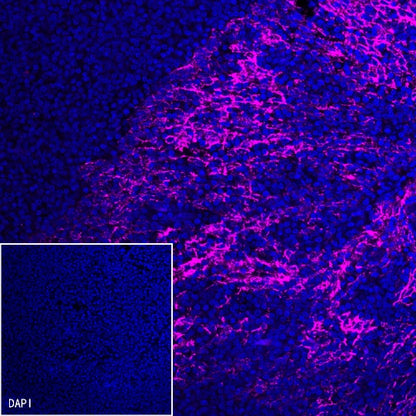 Goat Anti-Rabbit IgG (H+L) (min X Hu Sr Prot), F(ab')2 Fragment (Alexa Fluor® 647 Conjugate)