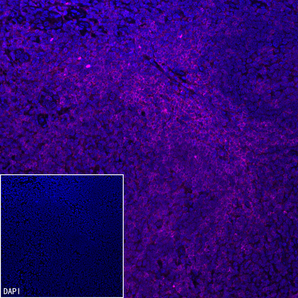 CD4 Recombinant Rabbit mAb (Alexa Fluor® 647 Conjugate) (SDT-R163)