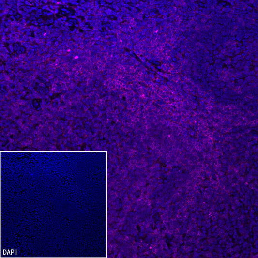 CD4 Recombinant Rabbit mAb (Alexa Fluor® 647 Conjugate) (SDT-R163)