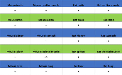 PGK1 Mouse mAb