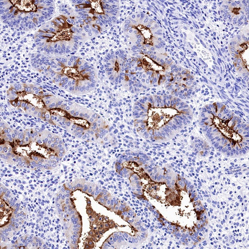 CD133 Recombinant Rabbit mAb(SDT-1295-22)