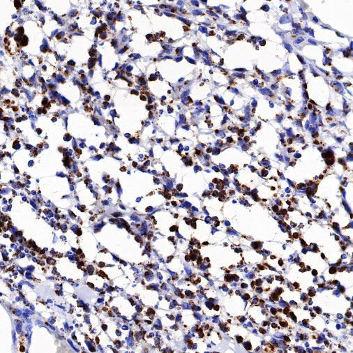 Granzyme A Rabbit Polyclonal Antibody
