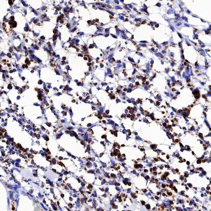 Granzyme A Rabbit Polyclonal Antibody
